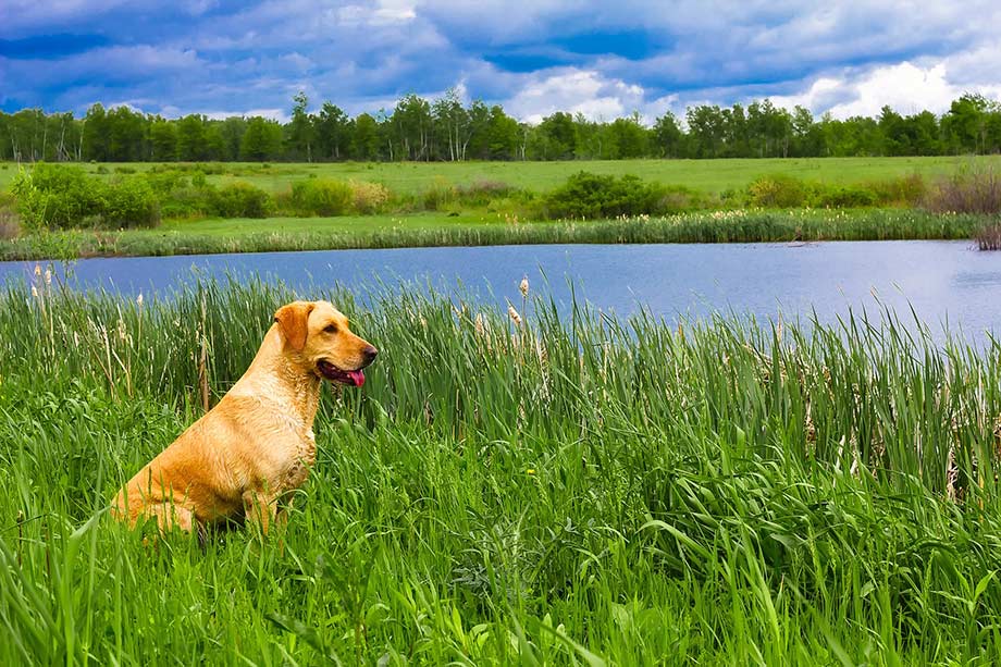 Ferienwohnungen direkt am Nord-Ostsee-Kanal auch für Hunde